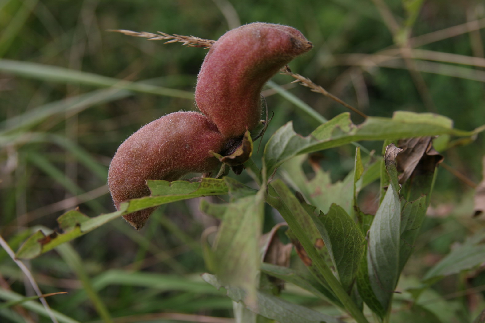 Paeonia officinalis subsp. officinalis / Peonia selvatica